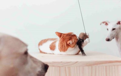 District 70 introduces a new addition to its cat toy assortment: cardboard wand toys