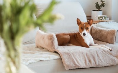 District 70 launches the ultimate dog retreat: sofa dog bed NUZZLE